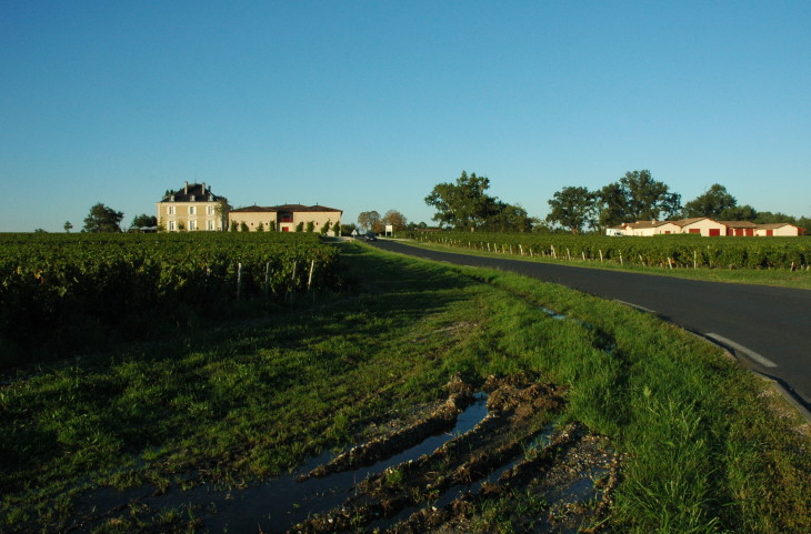 Léognan - Vignes du Château Haut-Bailly sur croupe graveleuse. Photo Michel CRIVELLARO