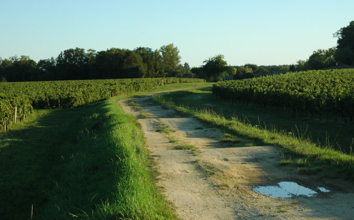 Léognan - Vignes et Forêt - Photo Michel CRIVELLARO