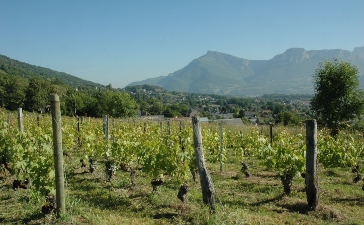Les abymes de Myans - A.O.C Savoie Les Abymes, la zone viticole fait face au massif des Bauges. © M.CRIVELLARO