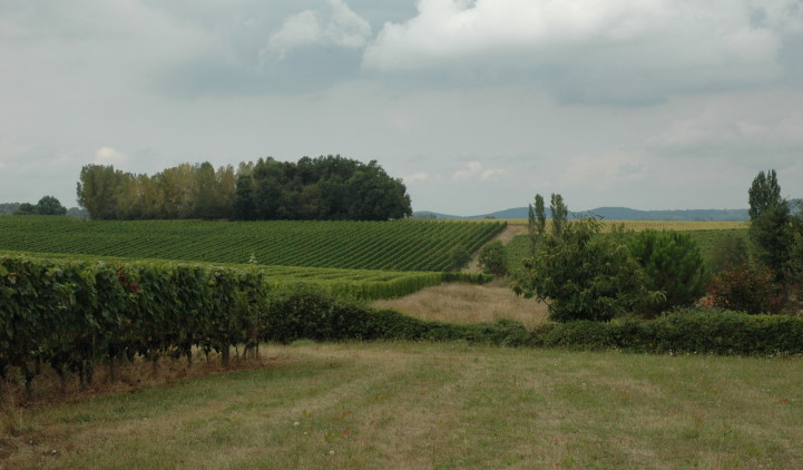 Les vignes autour de Château Laffitte-Teston. © Marion CRIVELLARO