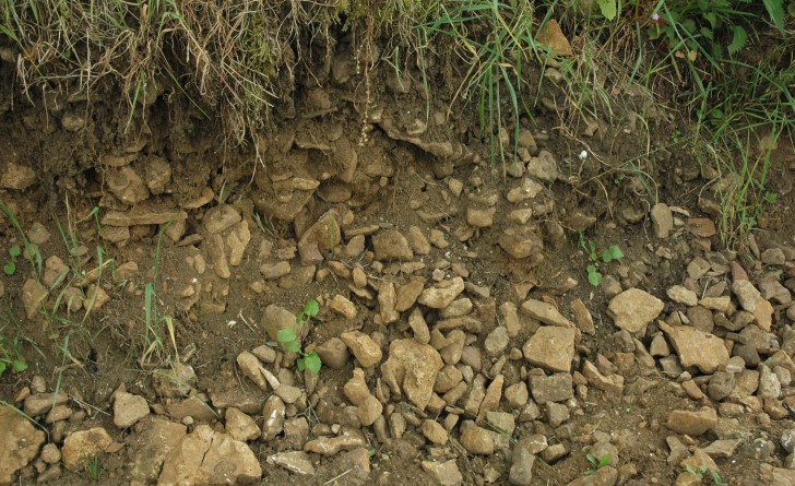 Lessy - Coupe du sol - Sol argilo-calcaire - La pierrosité assure le drainage et une régulation hydrique de la vigne -  © M.CRIVELLARO