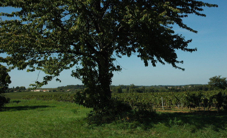 Lussac Saint-Emilion -  Le vignoble sur le plateau à la sortie du village - © M.CRIVELLARO