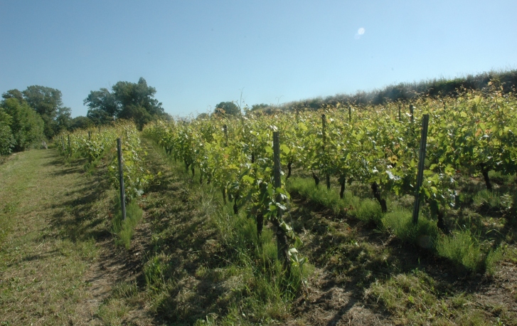 Marin - Le vignoble est implanté sur les coteaux et terrasses quaternaires le long de la Dranse - © M.CRIVELLARO
