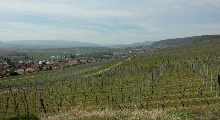 Marlenheim -  Village de Marlenheim  - Vignobles sur les coteaux du Marlenberg - Photo Michel CRIVELLARO