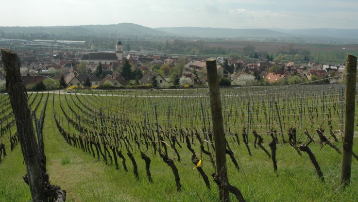 Marlenheim - Sur les coteaux du Marlenberg - Photo Michel CRIVELLARO
