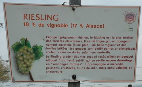 Marlenheim - Balisage sentier viticole- Photo Michel CRIVELLARO