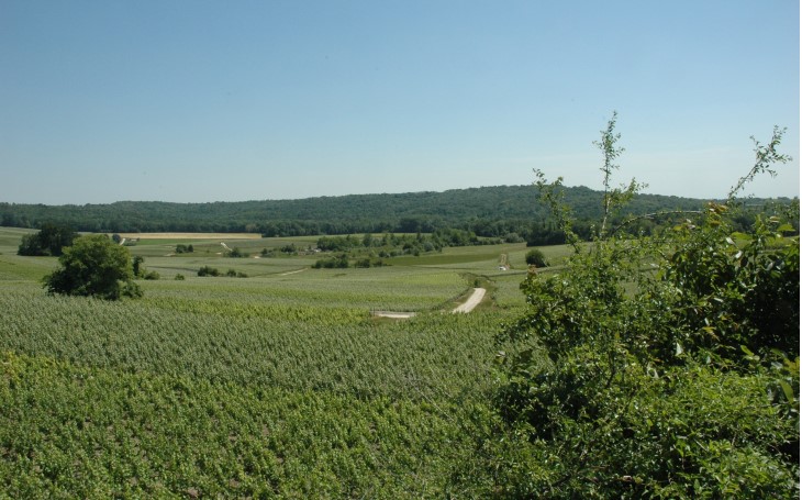 Massif de Saint-Thierry - Trigny - Le village de Saint-Thierry se trouve de l'autre côté du massif boisé - © M.CRIVELLARO