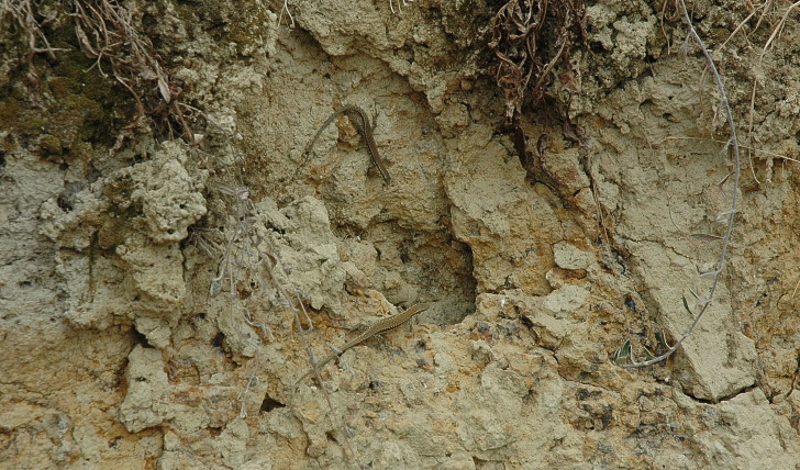 Maumusson-Laguian - Gros plan sur les molasses argilo-calcaires. (Molasses de l'Armagnac). © Marion CRIVELLARO