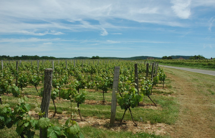 Mercuès - Vignoble de Cahors sur le plateau calcaire du Causse de Gramat - © M.CRIVELLARO