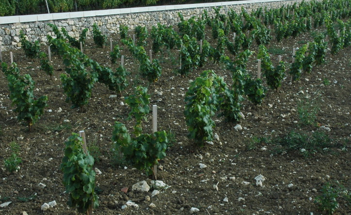 monbazillac sol_4936