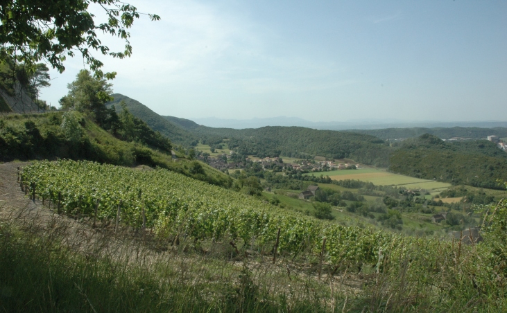 Montagnieu - Les vignes de cépage altesse servent à produire la Roussette du Bugey "Montagnieu" - © M.CRIVELLARO