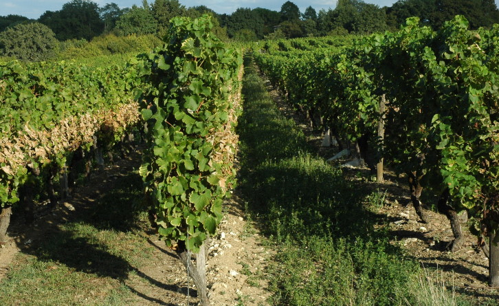 Montbazillac vignoble_4942