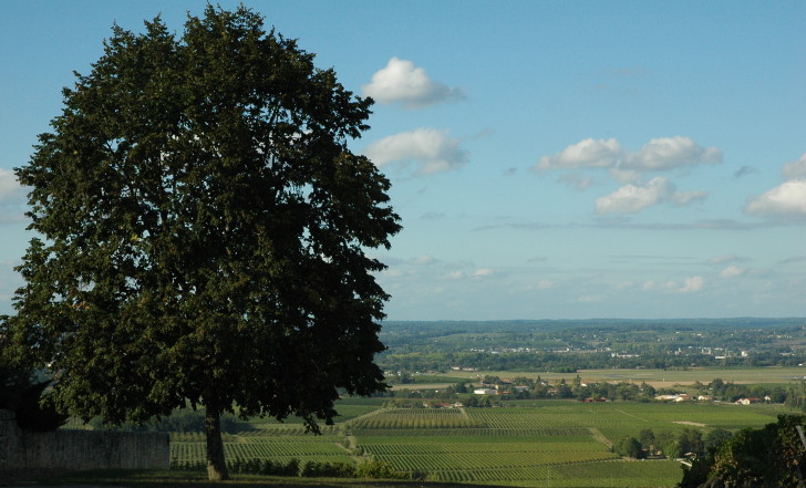 montbazillac vue loin arbre 2 _4938