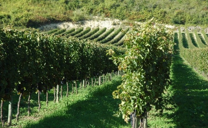 Montravel sol et vignes5189