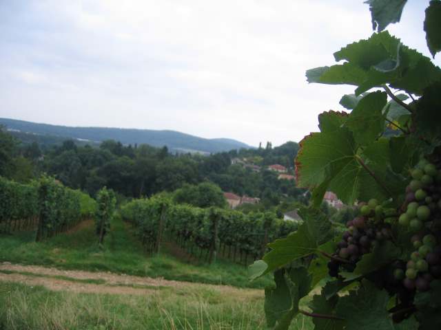 moselle100