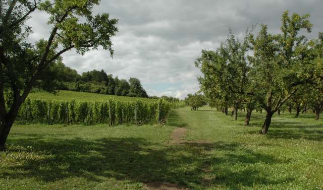Combres-sous-les-Côtes,  Domaine de Muzy, Vignobles et Mirabeliers, Photo Michel CRIVELLARO