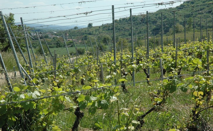 Pagney-derrière-Barine - Dans les vignes, le village au loin -  © M.CRIVELLARO