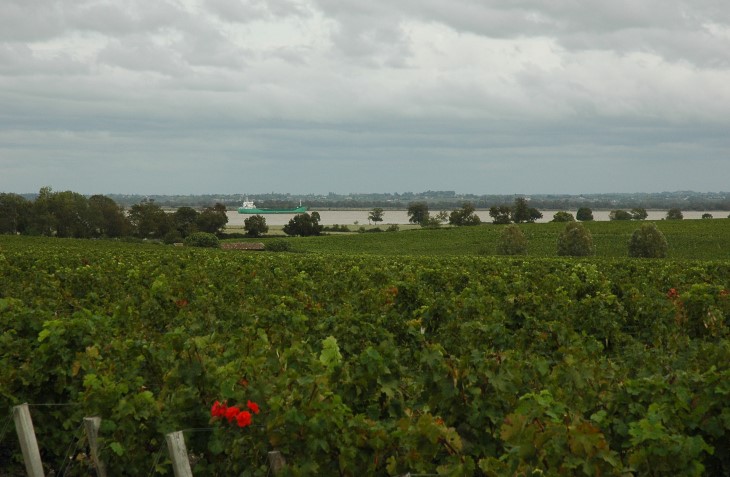 Pauillac - Vignes du Château Latour  en bordure de Gironde - Photo Michel CRIVELLARO