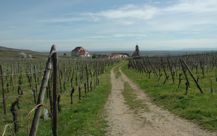 Saint-Hyppolite - Vue de la plaine d'Alsace, vignoble au pied du Haut Koenigsbourg.- Photo Michel CRIVELLARO