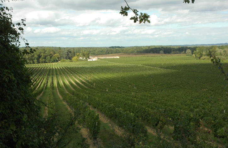 Plateau de Gornac - Vignoble de l'Entre-Deux-Mers -  Photo michel CRIVELLARO