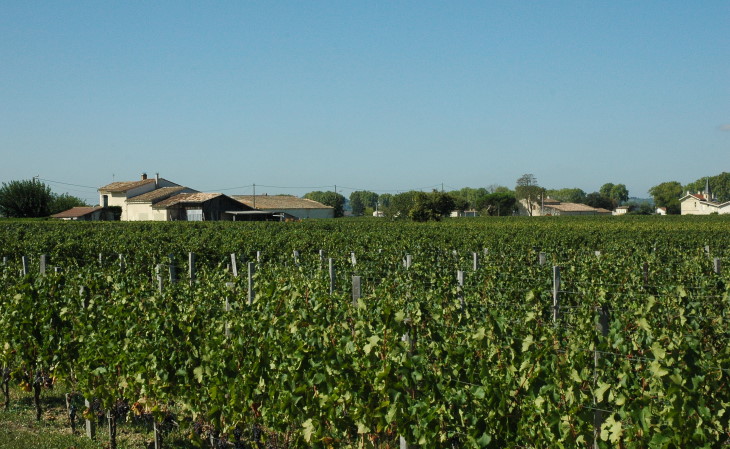  Pomerol - Le vignoble  -  Photo Michel CRIVELLARO