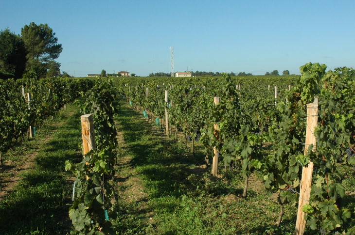 Portets - Plateau de Beautiran,Portets, Arbanats, formé par les terrasses moyennes de la Gironde -  Photo Michel CRIVELLARO