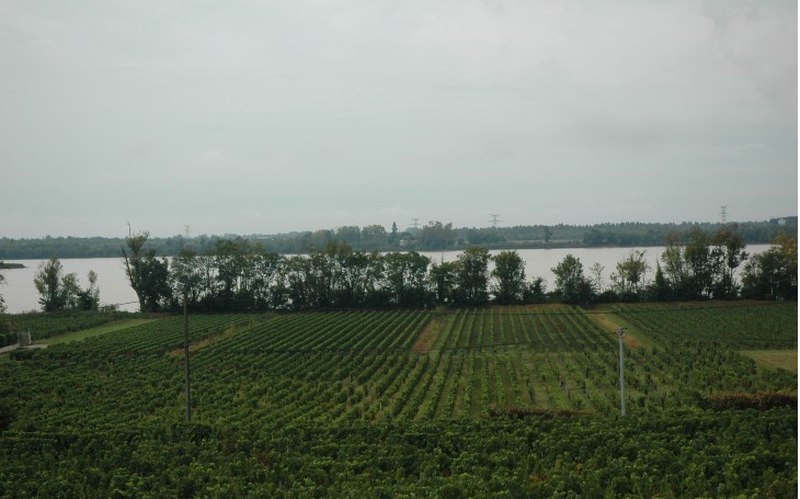 Prignac-et-Marcamps - Le vignoble couvre la zone de pied de coteau en bordure du fleuve -  © M.CRIVELLARO