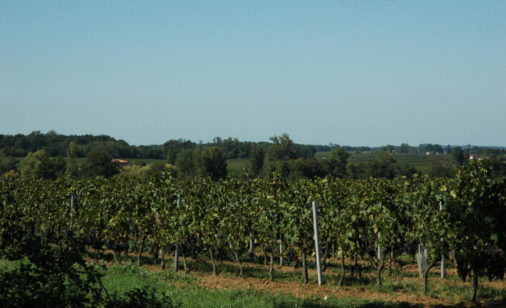 Puisseguin Saint-Emilion -  Le vignoble    - Photo Michel CRIVELLARO