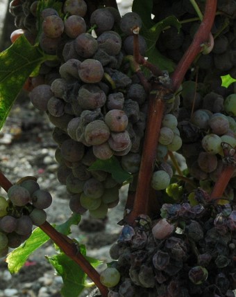 Raisins couverts de pourriture noble - Photo Michel CRIVELLARO