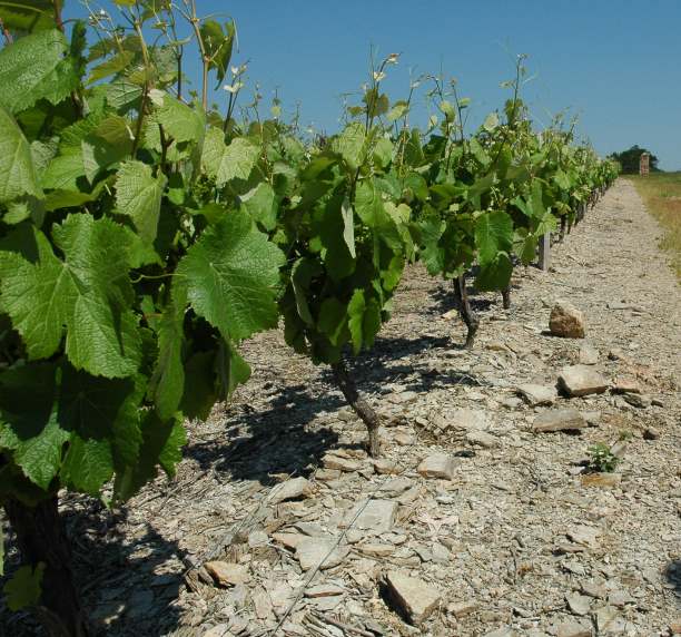 Vignobles des Fiefs Vendéens Mareuil sur sol constitué de schistes. Village de Rosnay.  Photo: Michel CRIVELLARO 