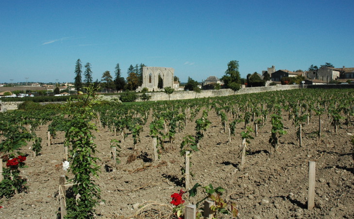 Saint-Emilion - Vignoble de Clos Fourtet , jeunes vignes - © M.CRIVELLARO