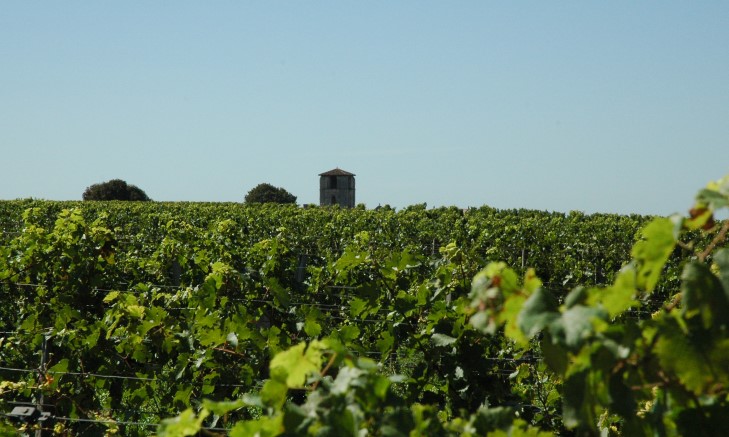 Saint-Emilion -  Vue du vignoble sur le plateau  - © M.CRIVELLARO