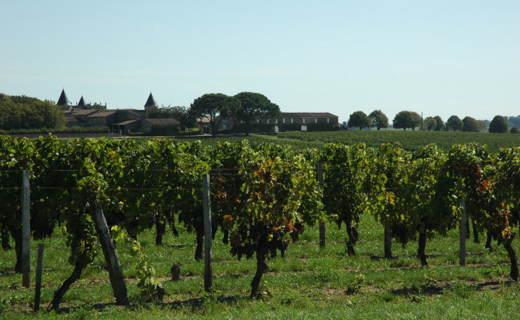 Saint-Georges-Saint-Emilion -  Vue du vignoble   . Photo Michel CRIVELLARO