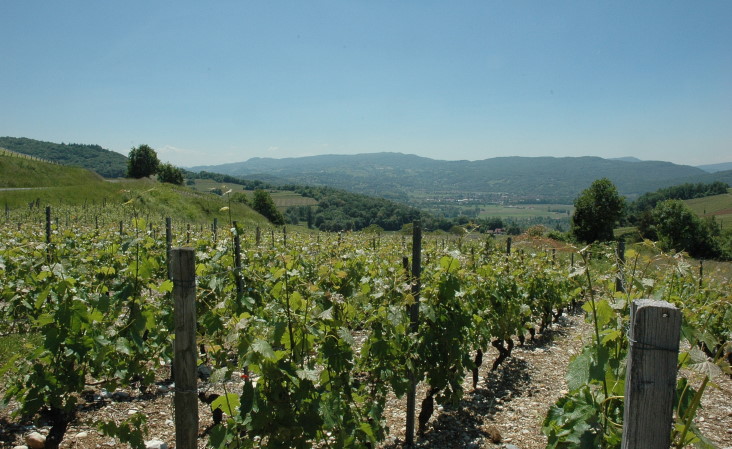 Saint-Jean-de-Chevelu - Roussette de Savoie Cru Monthoux - Les vignes sont plantées  sur les parcelles hautes et pentues - © M.CRIVELLARO