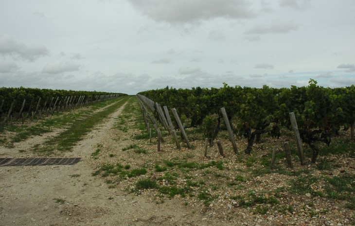 Saint-Julien - Croupe graveleuse portant le vignoble - © M.CRIVELLARO