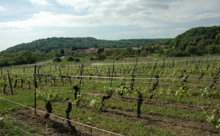 Saint-Maurice-sous-les-Côtes - Le vignoble, au loin le village et la Côte de Meuse - © M.CRIVELLARO