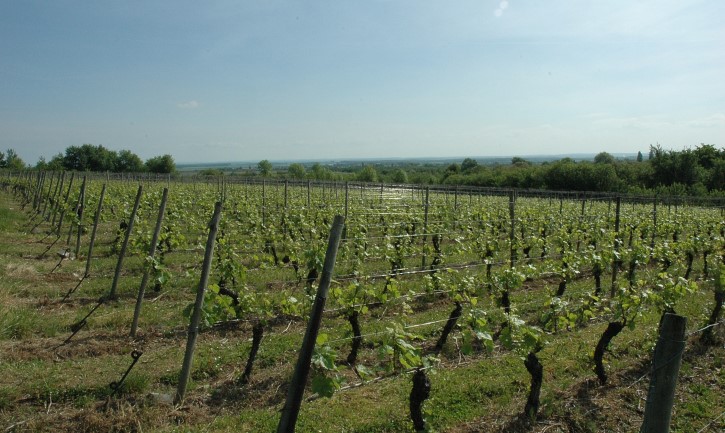 Saint-Maurice-sous-les-Côtes - Les vignes s'ouvrent vers la plaine de la Woëvre - © M.CRIVELLARO
