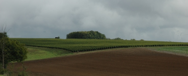 Vignoble des Coteaux du Giennois sur les hauteurs du village de Saint-Père - Photo Michel CRIVELLARO