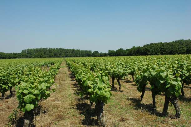 Vignobles du Muscadet Côtes de Grandlieu à Saint-Philbert-de-Grand-Lieu - Photo: Michel CRIVELLARO