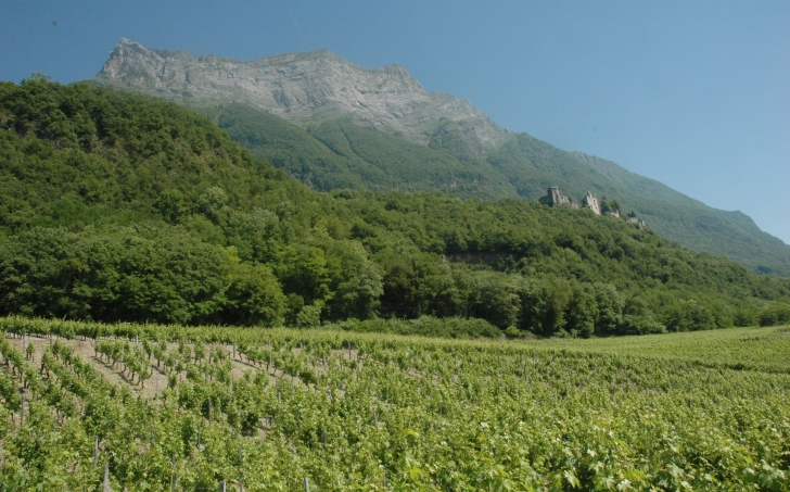 Saint-Pierre-d'Albigny - Le vignoble dominé par la falaise calcaire de la montagne d'Arclusaz et le château de Miolans -  © M.CRIVELLARO