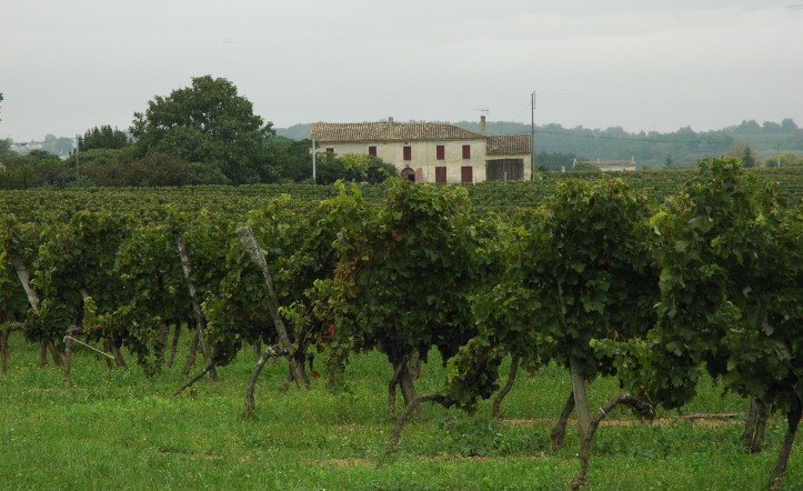 Salleboeuf - Vignoble des Premières Côtes de Bordeaux  - Photo Michel CRIVELLARO
