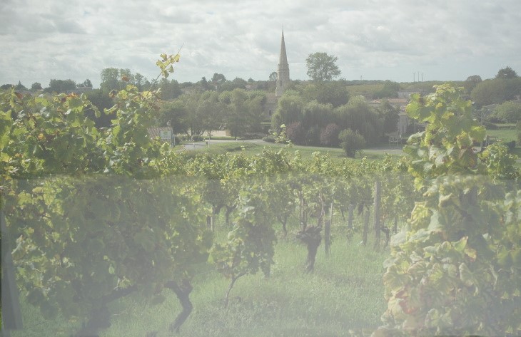Sauternes - le brouillard se lève - Michel CRIVELLARO