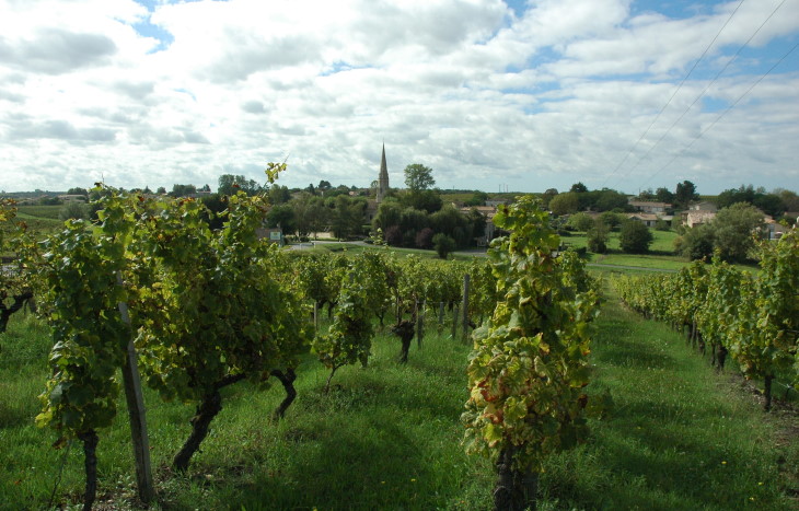 Sauternes - Les vignes entourent le village - Photo Michel CRIVELLARO