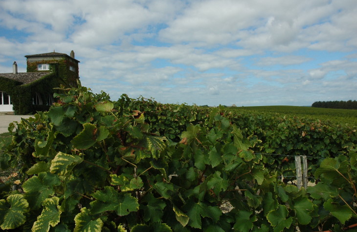 Sauternes - Vignoble de Château Rieussec - Photo Michel CRIVELLARO