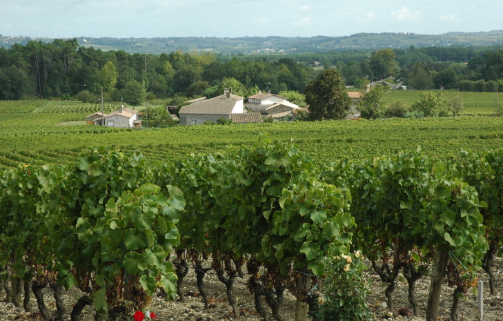 Sauternes - Vignoble en pente douce - Château Rieussec - © M.CRIVELLARO