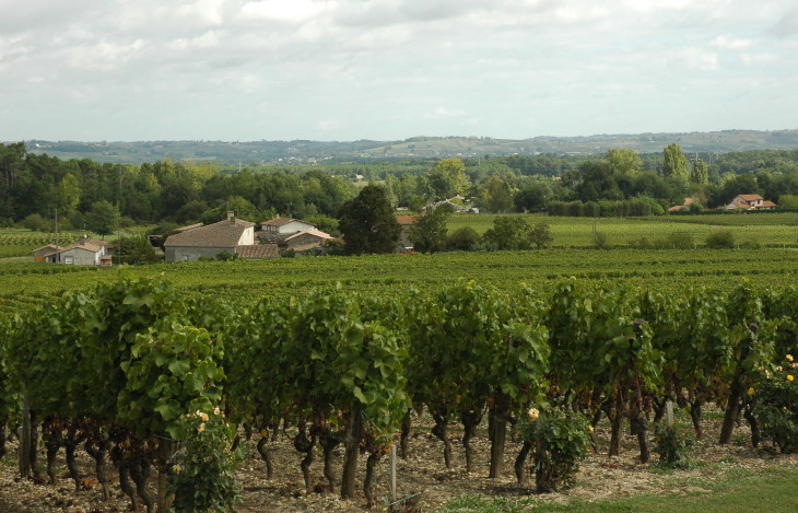 Sauternes - Vue des vignes depuis la terrasse du Château Rieussec - © M.CRIVELLARO