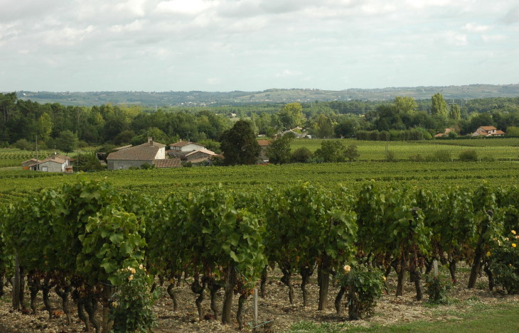 Sauternes - Vue des vignes depuis la terrasse du Château Rieussec - Photo Michel CRIVELLARO 