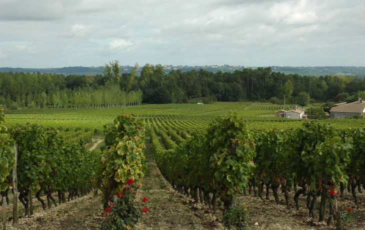 Sauternes - Vue des vignes du Château Rieussec - Photo Michel CRIVELLARO