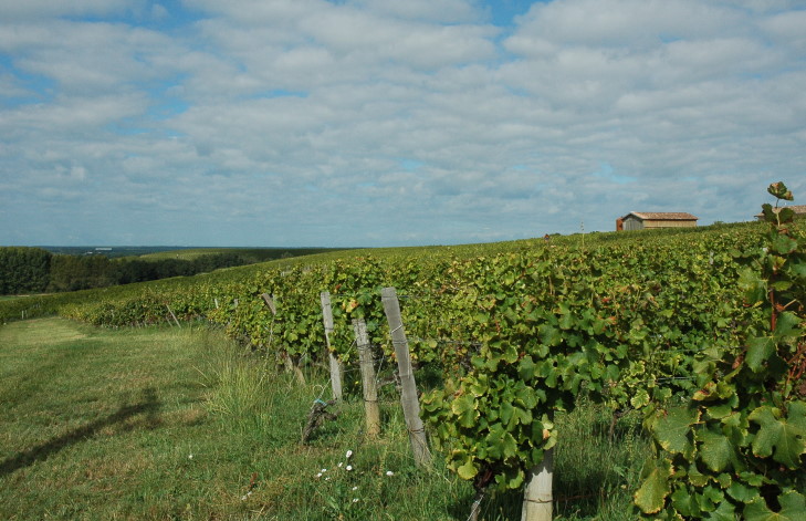 Sauternes - Vue des vignes sur les hauteurs d'une croupe - Photo Michel CRIVELLARO