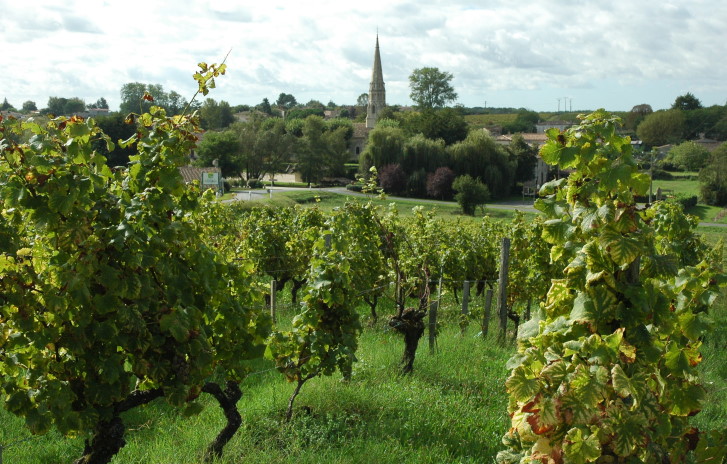 Sauternes - Vue du village de Sauternes entouré de vignes - Photo Michel CRIVELLARO 